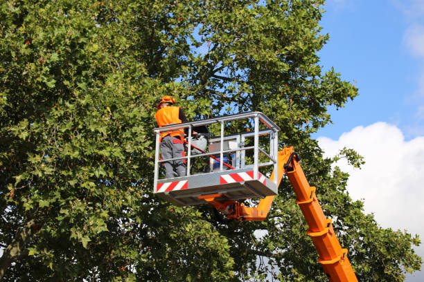 Best Storm Damage Tree Cleanup  in Fairlawn, VA